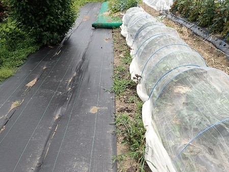 写真: のほほん農園４（縮小）