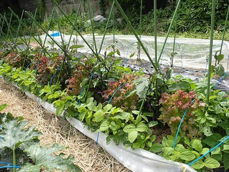 写真: のほほん農園６（縮小）