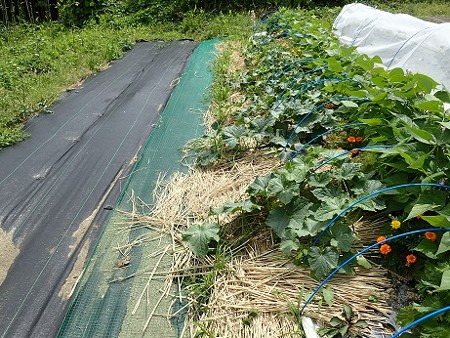 写真: のほほん農園７（縮小）