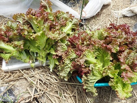 写真: 収穫野菜１（縮小）