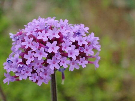 写真: ヤナギハナガサ２（縮小）