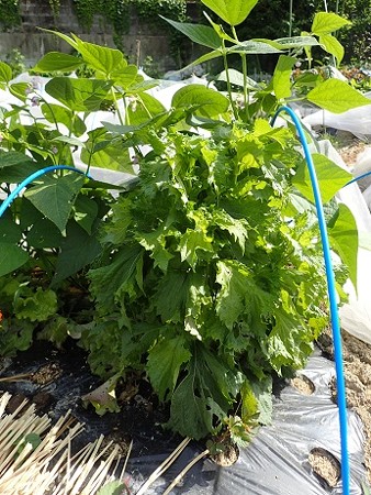 写真: シソ１（縮小）