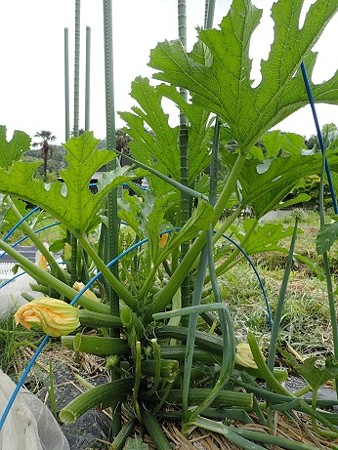 写真: ズッキーニ１（縮小）