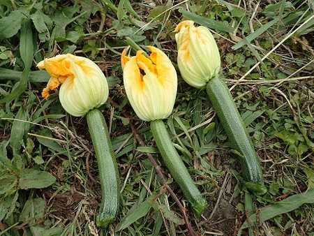 写真: 花ズッキーニ３（縮小）
