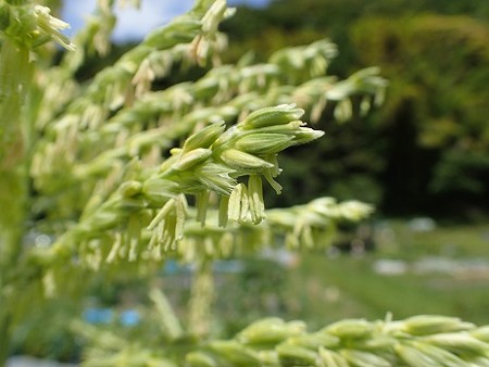 写真: トウモロコシ４（縮小）