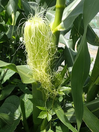 写真: トウモロコシ５（縮小）