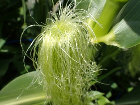 写真: トウモロコシ６（縮小）