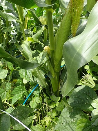 写真: ヤングコーン１（縮小）