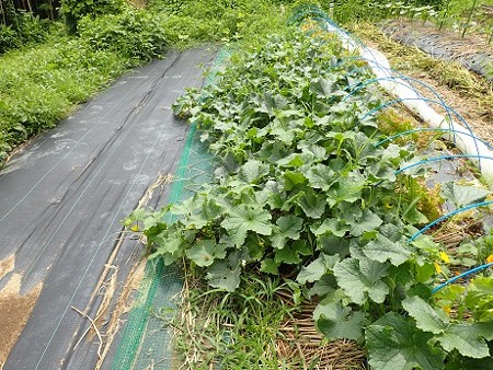 写真: のほほん農園７（縮小）