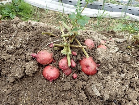 写真: ジャガイモ３（縮小）