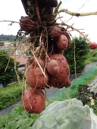 写真: ジャガイモ６（縮小）