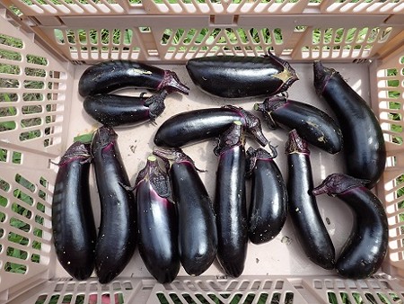 写真: 収穫野菜３（縮小）