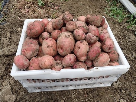 写真: 収穫野菜８（縮小）