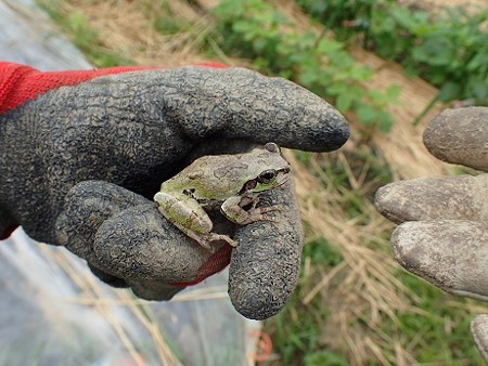 写真: アオガエル１（縮小）