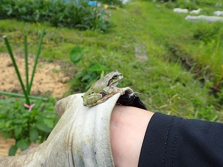 写真: アオガエル２（縮小）