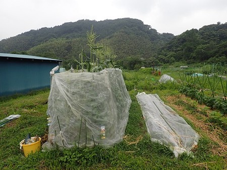 写真: 葉山農園１（縮小）