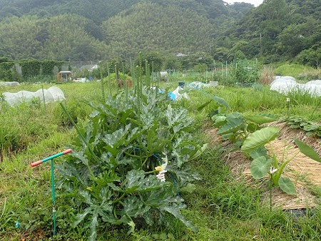写真: 葉山農園３（縮小）