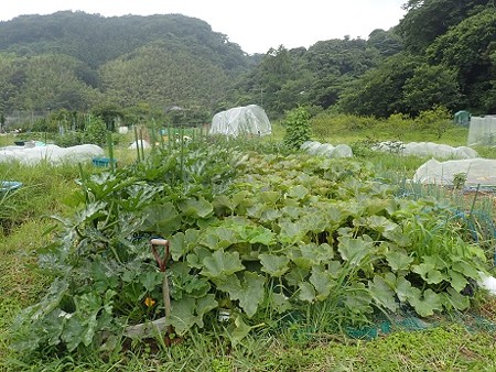 写真: 葉山農園６（縮小）