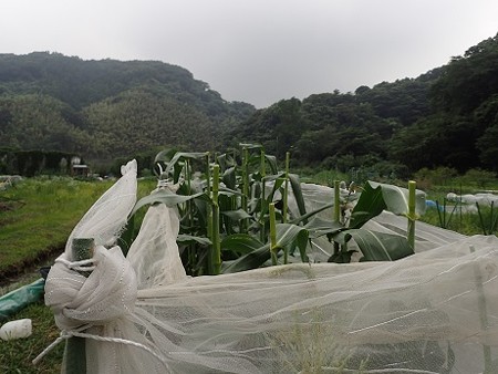 写真: 雄花切る２（縮小）