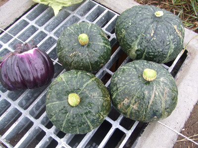 0802きょうの収穫･第２