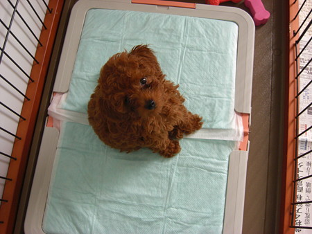 トイレトレ中のチロル