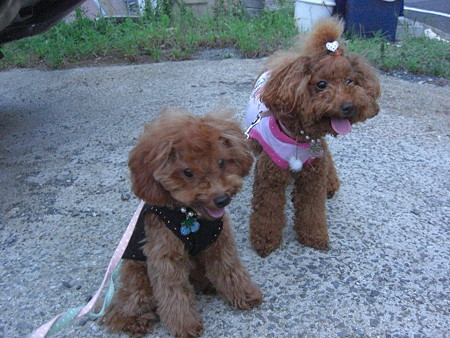 9/24　お散歩コロチロ
