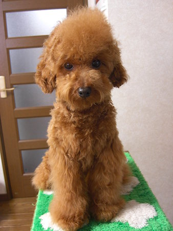 3/19　ドライ後チロル