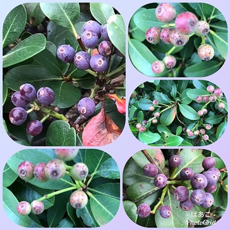 シャリンバイ実