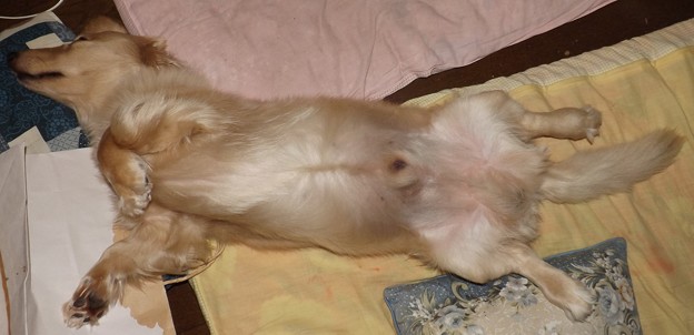 2018/07/16（月・祝）・コロン