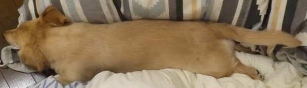 2018/10/01（月）・コロン