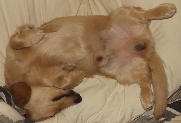 2018/10/01（月）・コロン