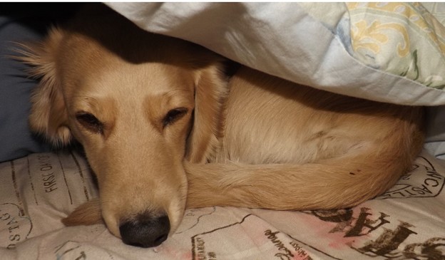 2019/01/27（日）・コロン