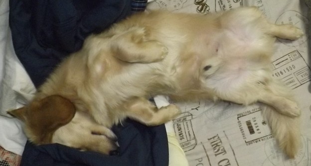 2019/03/07（木）・コロン