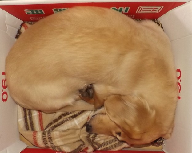 2019/07/03（水）・箱入り息子