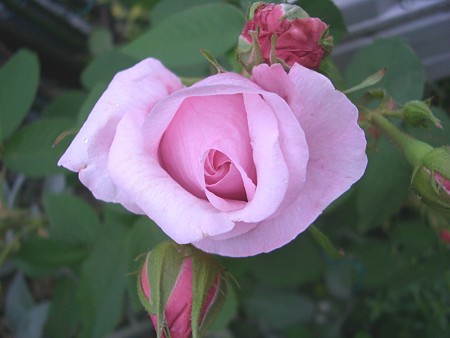 コンテ・ドゥ・シャンポール 001