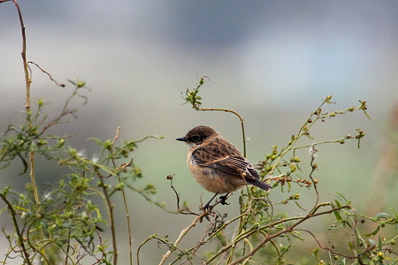 ノビタキ３IMG_1155