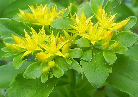 キリンソウ（麒麟草）06.23