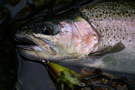 美蝉にて5匹目のニジマス