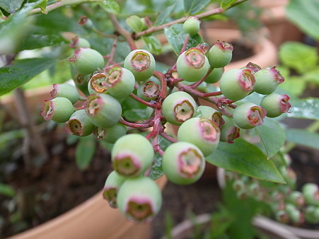 ブルーベリー３