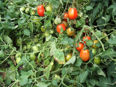 0823第２ファームのトマト
