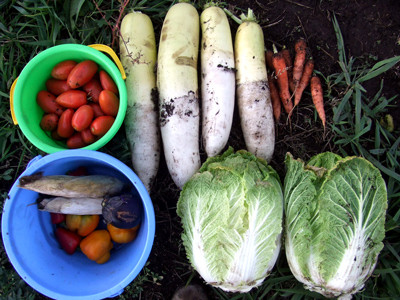 1102第２最後の収穫