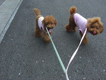 9/6　お散歩コロチロ3