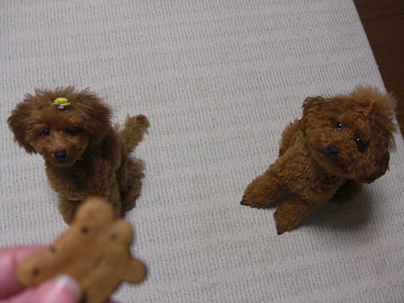 9/17　チロルフィラリアのお薬