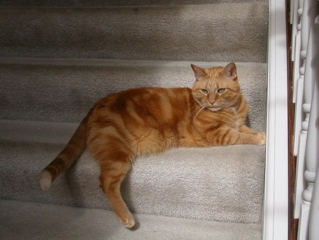 日向ぼっこ　無視