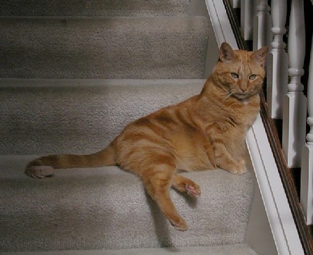 日向ぼっこ　１