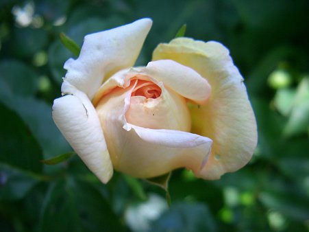 アルキミスト 006