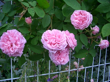 コンテ・ドゥ・シャンポール