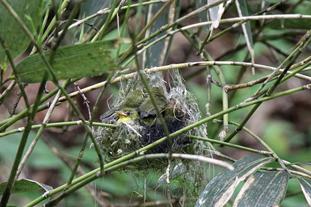 メジロ１IMG_3849