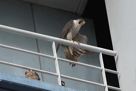 ハヤブサ親子IMG_4593