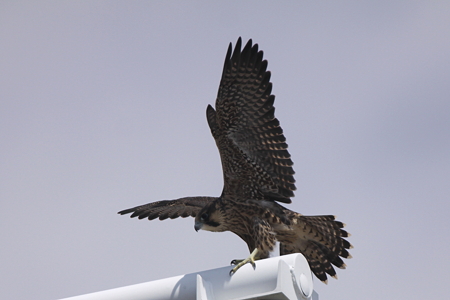 ハヤブサ雛２IMG_4661